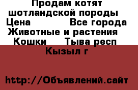 Продам котят шотландской породы › Цена ­ 2 000 - Все города Животные и растения » Кошки   . Тыва респ.,Кызыл г.